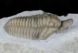 Large Snout Nosed Spathacalymene Trilobite - Rare! #22499-7